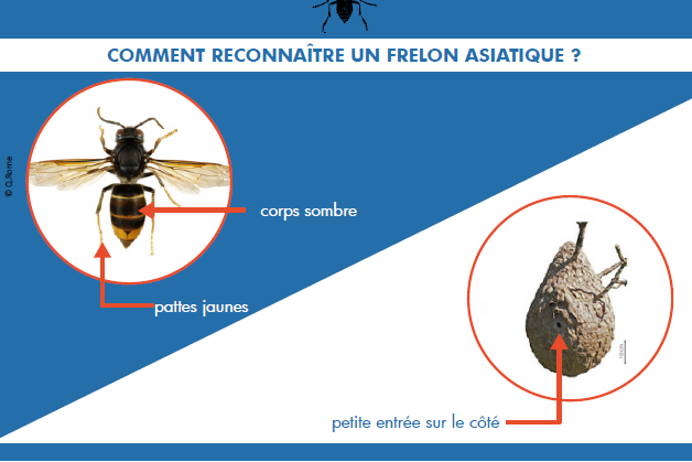 cropped-201907-frelon-asiatique-B.png