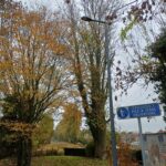 202511 - nid frelons (1)