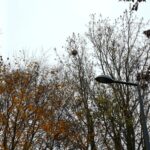 202511 - nid frelons (2)