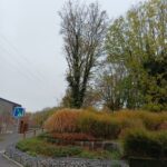 202511 - nid frelons (3)